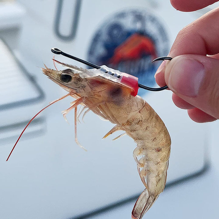 Shrimp Walker - Live Shrimp Holder Hook (Single Hook) (Multi-Pack) Tackle Palm Beach Tackle LLC 