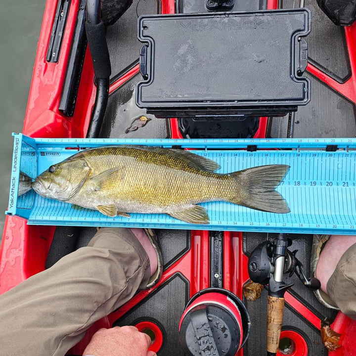 LeaderBoard - 28" Measuring Board with Built-In Identifier Holders and Cull Tabs, Glacier Blue YakAttack 
