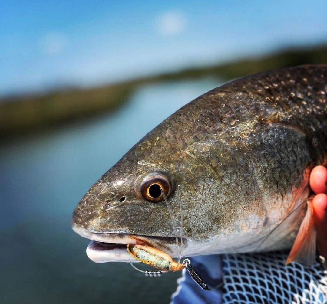 Small Speed Clips (45lbs) Topwater Co 