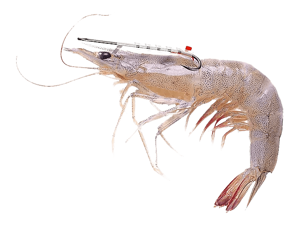Shrimp Walker - Live Shrimp Holder Hook – Line Cutterz