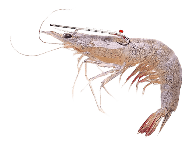 Shrimp Walker - Live Shrimp Holder Hook Tackle Palm Beach Tackle LLC 