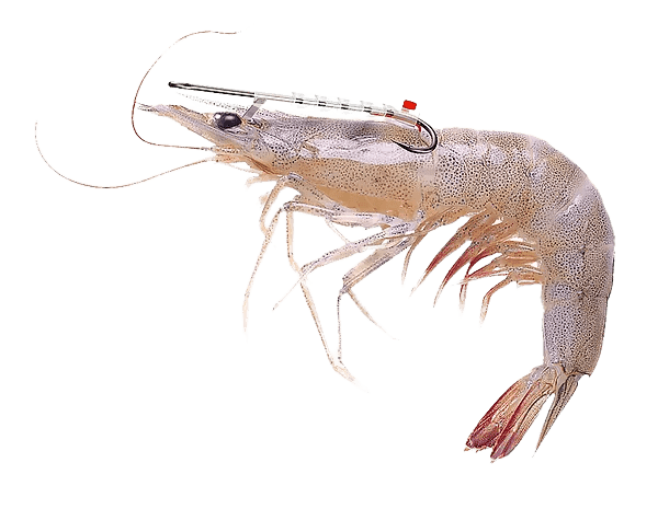 Shrimp Walker - Live Shrimp Holder Hook (Double Hook) (Multi-Pack) Tackle Palm Beach Tackle LLC 