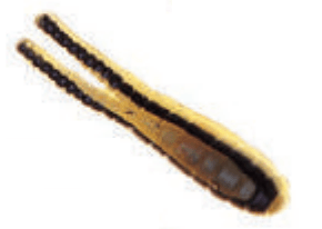 Betts Spin with Exxtra Bait Betts Tackle Ltd 1/16oz 1-1/2in Split Tail Beetle Blk. Stripe/Chart./Orange