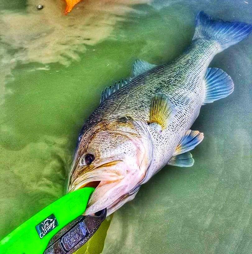 COMBO DEAL - Line Cutterz Flat Mount + Lunker Tamers by The Fish Grip